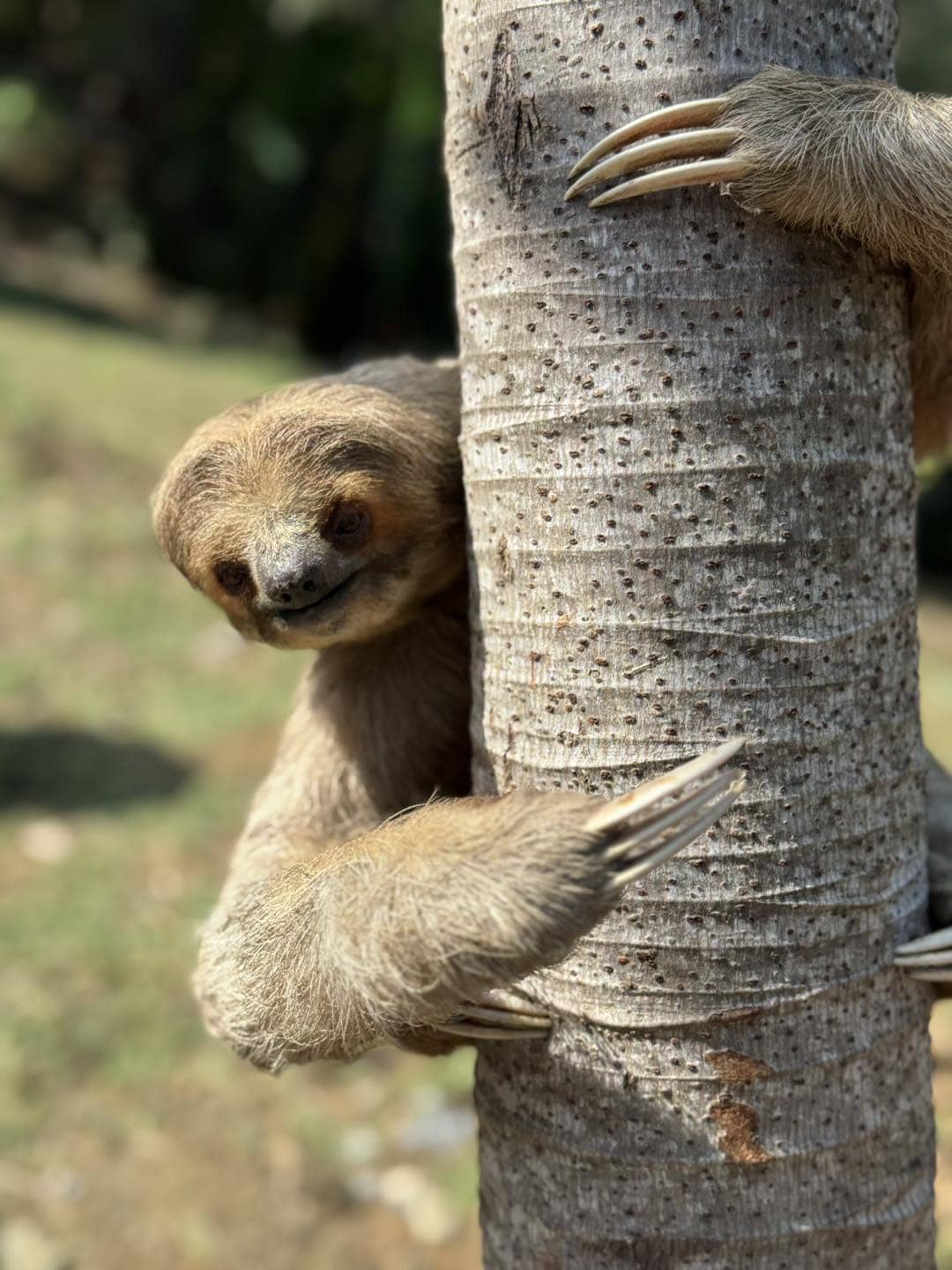 Adorable sloth clinging to a tree trunk in Roatan, Honduras, showcasing Caribbean wildlife experiences.