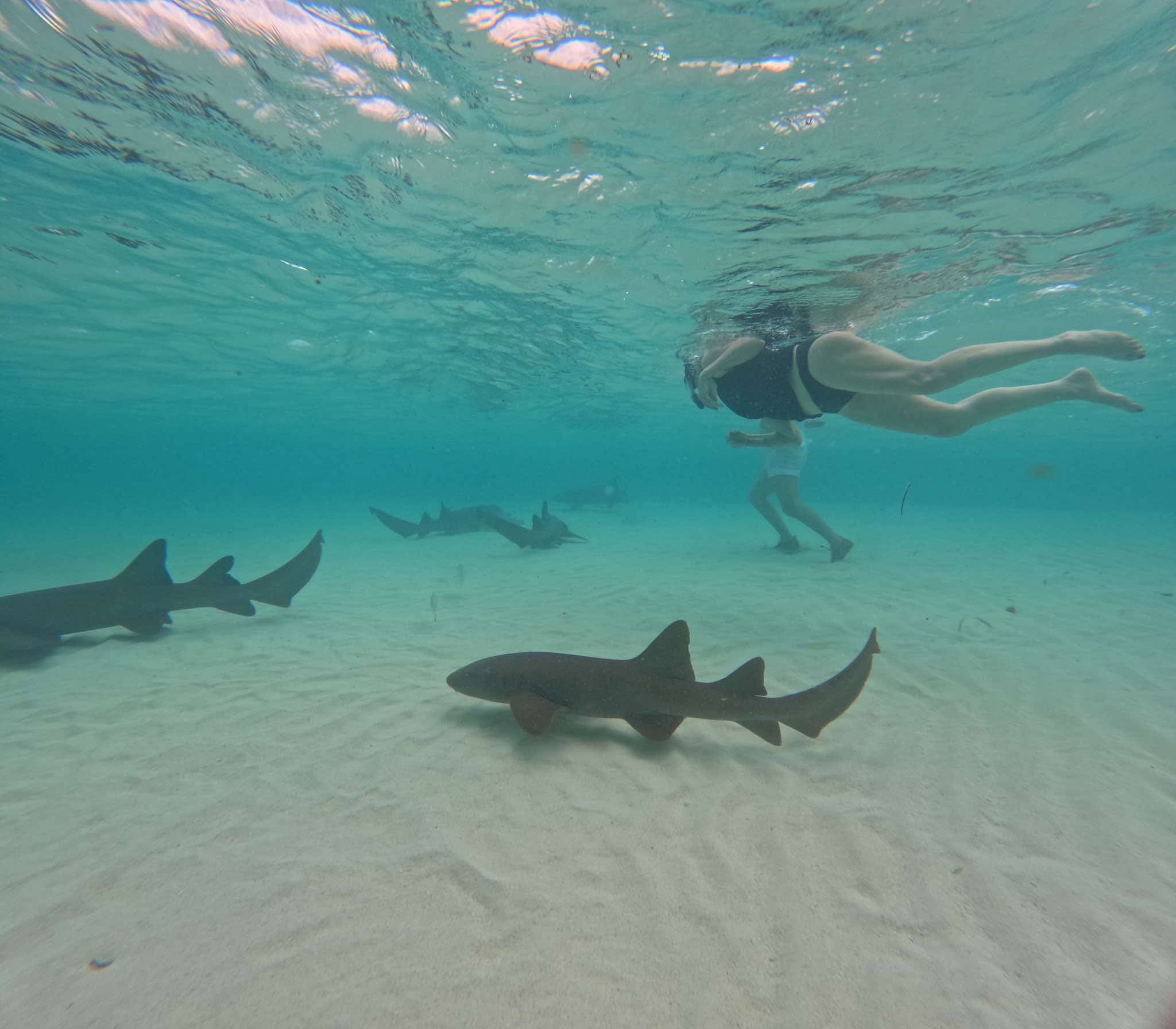 Underwater view of sharks and snorkelers on Roatan, vibrant marine life and clear waters.