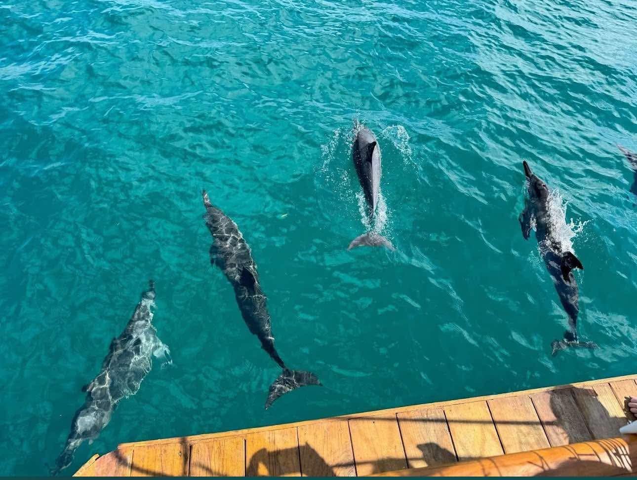 Exciting dolphin swim experience with friendly dolphins in the turquoise waters of Roatan, perfect for adventure lovers.