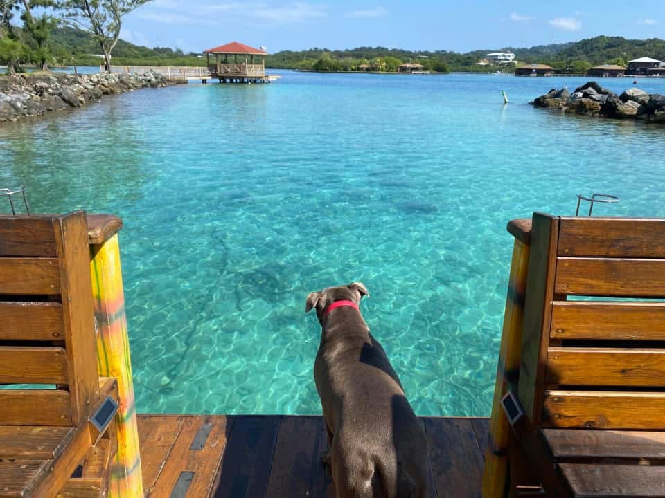 Dog overlooking clear Caribbean waters from boat deck.